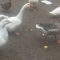 تخم قو غاز و غاز|حیوانات مزرعه|رشت, یخسازی|دیوار