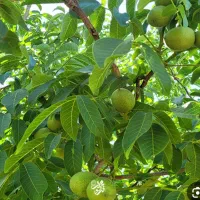 گردو ریزی و قطع و هرس درختان