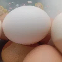 تخم مرغ محلی