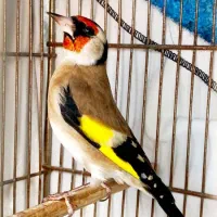 سهره نر