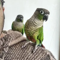 یه جفت طوطی گرینچیک با قفس و تجهیزات