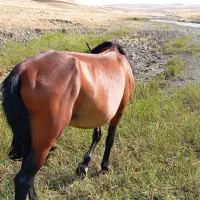 اسب سه ساله پرخون
