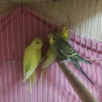 مرغ عشق|پرنده|مشهد, سیس‌آباد|دیوار