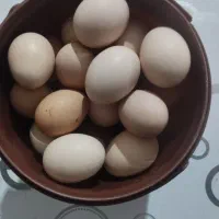 تخم مرغ محلی نطفه دار