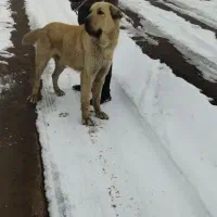 نر ۲۳ماهه