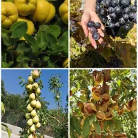 ارقام نهال های بادام و گردو و میوه پایه خارجی|خدمات باغبانی و درختکاری|کلاردشت, |دیوار