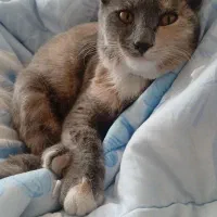 واگذاری گربه رایگان|گربه|شیراز, حجت آباد|دیوار