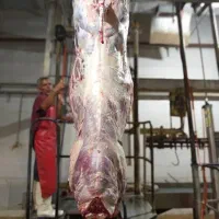 استخدام قصاب و مرغ تکه کن