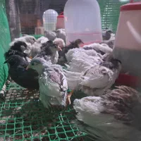 تخم نطفه دار مینیاتوری|پرنده|خمینی‌شهر, |دیوار