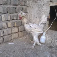مرغ و خروس نژاد دار|حیوانات مزرعه|قم, قلعه کامکار|دیوار