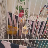 ۲عدد عروس هلندی|پرنده|بومهن, |دیوار