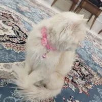 گربه پرشین|گربه|تهران, آرژانتین|دیوار