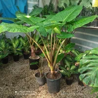 گل بابا آدم مادری