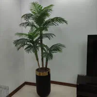 درختچه وارداتی نو .