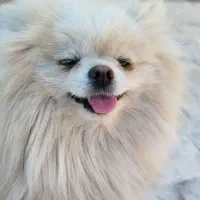 پامر عروسکی  خرسی