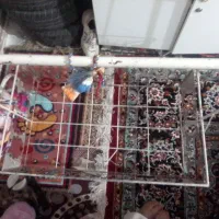 گهواره تمیز قیمت ۱۱۰۰|کالسکه و لوازم جانبی|اهواز, بعثت|دیوار