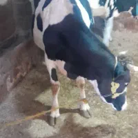 گاو ابستن و نوبر