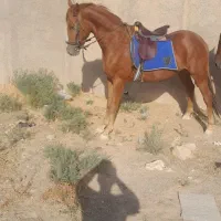 نریان ترکمن کرند3سال خیلی آرام و تیز سواری دار