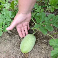 باغبانی حرفه ای و علف زنی  با نیروی جوان