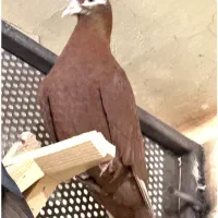 کفتر طاوسی الماسی کاکل میولمنز پشتی دمسفید|پرنده|شیراز, پودنک|دیوار