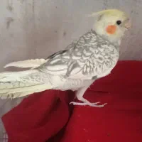 عروس هلندی دو عدد|پرنده|ری, دولت‌آباد|دیوار