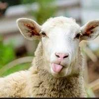 گوشت گوسفند نر تازه کیلو ۶۰۰