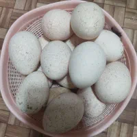 تخم‌بوقلمون‌نطفه‌دارنژادورنگ‌های‌مختلف‌‌محلی‌