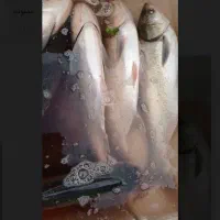 زنده و تازه