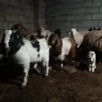 بزغاله|حیوانات مزرعه|قاسم‌آباد (خواف), |دیوار