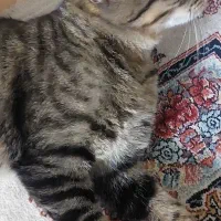 واگزاری گربه