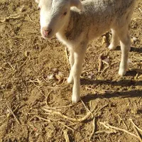 میش و بره لاکن|حیوانات مزرعه|قائن, |دیوار