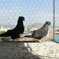 یه جفت زیل دم سفید