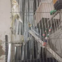 عروس هلندی یک جفت نروماده