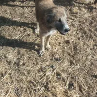 سگ گله