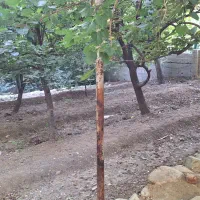 باغچه فروشی|فروش زمین و ملک کلنگی|تهران, بهاران|دیوار