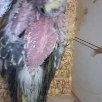 جوجه عروس هلندی طاووسی|پرنده|مشهد, عامل|دیوار