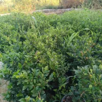 یاس هلندی  و پالم