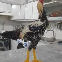 خروس لاری هشت ماهه