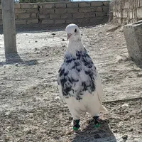 کبوتر طوق شازده نروماده|پرنده|شیراز, رحمت‌آباد|دیوار