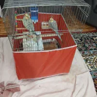 عروس هلندی جفت نره ماده