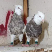 کبوتر      طوق جوان بو اسینم