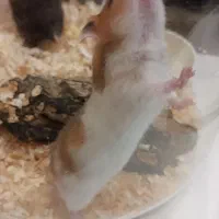 همستر مولد|موش و خرگوش|اردبیل, |دیوار