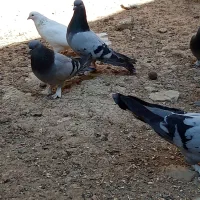 کبوتر پر|پرنده|فارسان, |دیوار