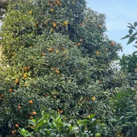 خریدار تفاله نارنج