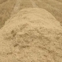 فروش کاه گندم بوجاری شده