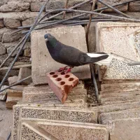 کفتر دم‌سفید
