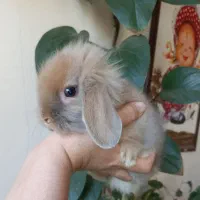 خرگوش مینی لوپ استرالیایی اصیل|موش و خرگوش|کرج, فاز ۱ مهرشهر|دیوار