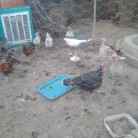 مرع و خروس و عاز فروشی