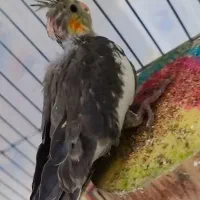 جوجه عروس هلندی