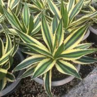 گیاهان اپارتمانی و کلکسیونی|گل و گیاه طبیعی|صفادشت, |دیوار